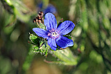 Blaue Sch&ouml;nheit - Natur