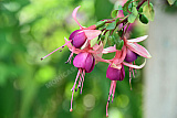 Fuchsia - Natur