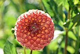 Dahlie - Natur