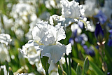 Iris - Natur