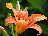 Lilien orange - Natur