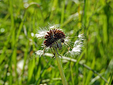 L&ouml;wenzahn - Natur