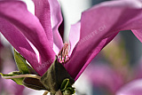 Magnolie - Natur