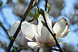 Magnolie - Natur