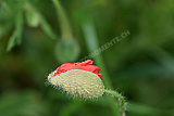 Mohn - Natur