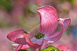 Rosa Bl&uuml;ten - Natur