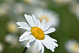 Margeriten - Natur