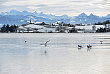 Pf&auml;ffikon ZH - Z&uuml;rich & Umgebung