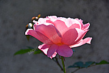 Rose aus Rapperswil - Natur
